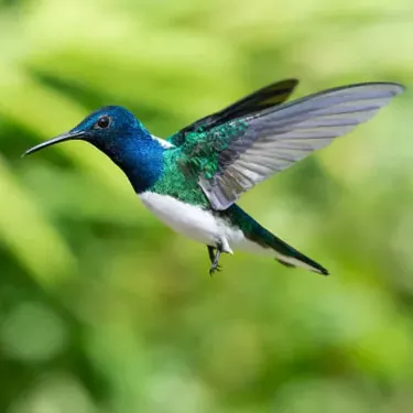 What is the range of hummingbirds?