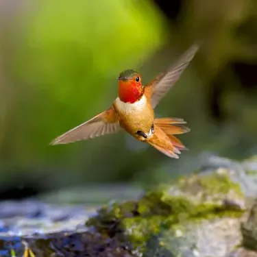 What are the species of hummingbirds?