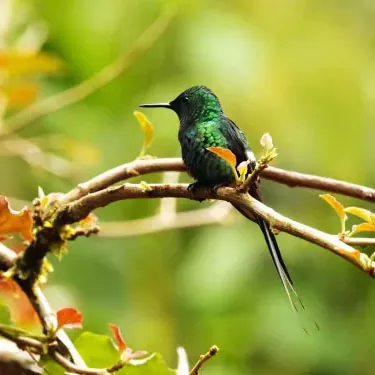 What are some unique food resources for hummingbirds in urban parks and gardens?