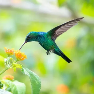 How does hummingbirds' food source relate to their habitat selection?