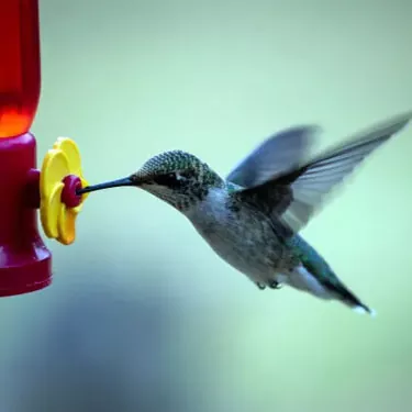 What are the differences in food sources between different species of hummingbirds?