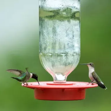 What are the differences in range between different species of hummingbirds?