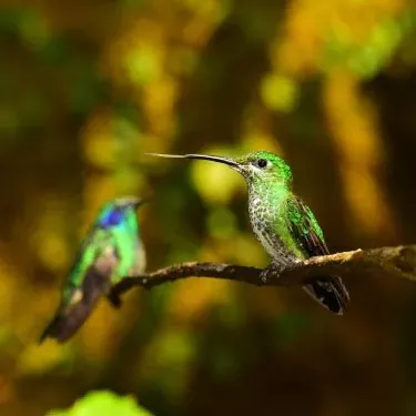 Do hummingbirds have a set range of motion when eating?