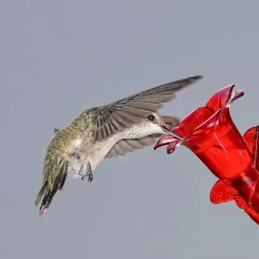 What time do hummingbirds like to eat?