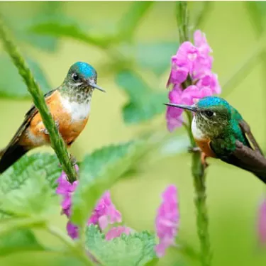 Does the color of a hummingbird feeder have an effect on the attractiveness of a hummingbird?