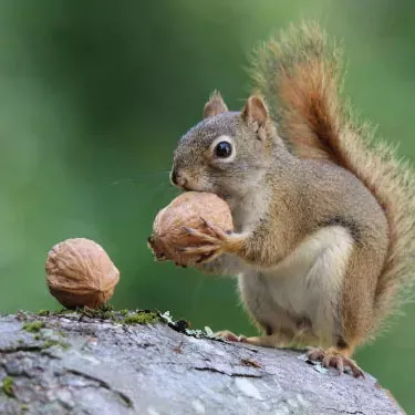 How long do anti-squirrel feeders last?