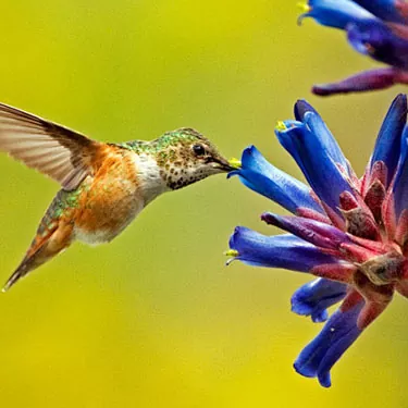 How does a hummingbird feeder work?