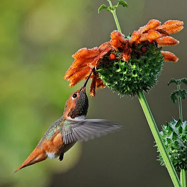 Hummingbird feeder introduction?