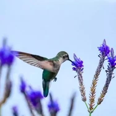 What factors affect a hummingbird's ability to reproduce?