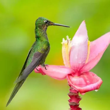 What is the current state of conservation of hummingbirds?