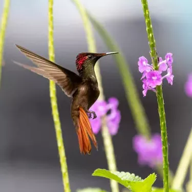 What is the ecological importance of hummingbirds?